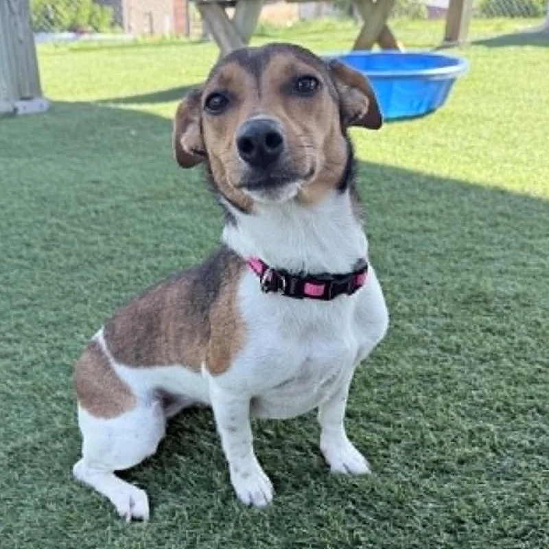 An adult small-sized female Golden Jack Russell Terrier dog named Peppermint for adoption in Sparta, WI