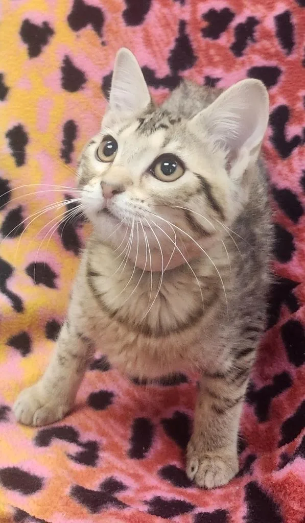 A baby small-sized female Domestic Short Hair cat named Elaine for adoption in Little Rock, AR