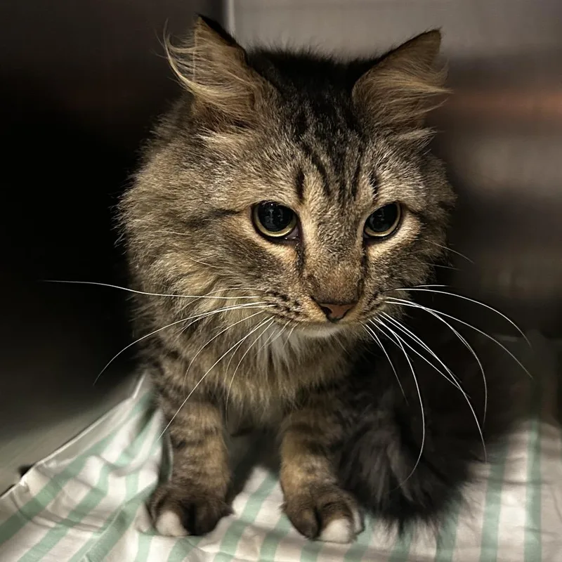 An adult medium-sized male Domestic Long Hair cat named Bumi for adoption in Chattanooga, TN