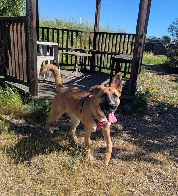 A young large-sized female Shepherd dog named Fern for adoption in Santa Rosa, CA
