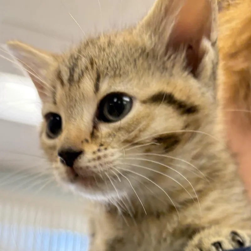 A baby small-sized female Brown / Chocolate Domestic Short Hair cat named Faith for adoption in Greensboro, GA