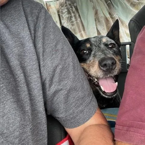 An adult medium-sized female Australian Cattle Dog / Blue Heeler dog named Bindi for adoption in Melbourne, KY