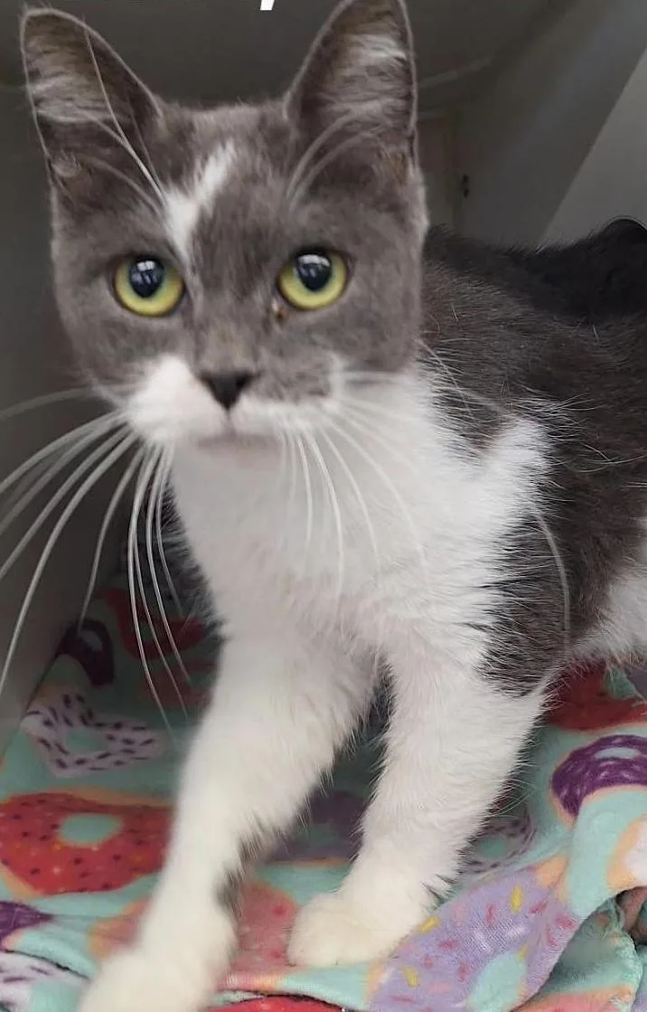A young medium-sized female Gray & White Domestic Short Hair cat named Bree for adoption in Tulsa, OK