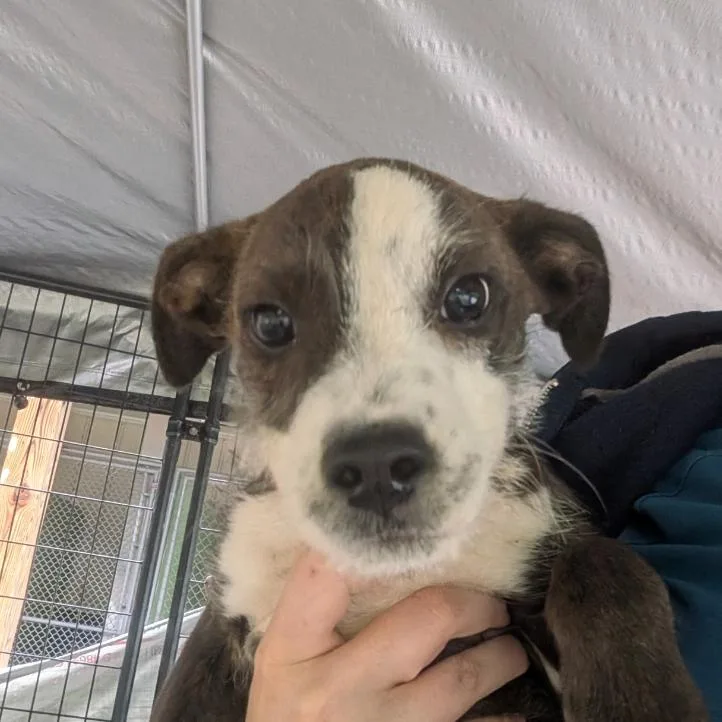 A baby small-sized female Brindle Mixed Breed dog named Polly for adoption in Franklin, NC