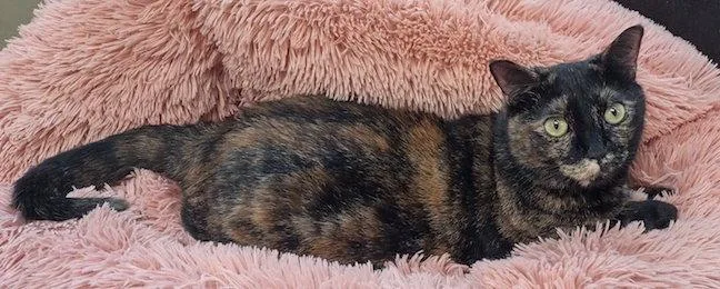 An adult medium-sized female Domestic Short Hair cat named Tortellini for adoption in Albemarle, NC