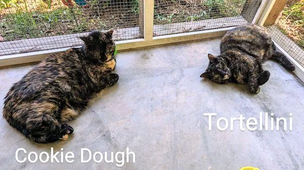 Tortellini thumbnail 3