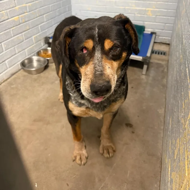An adult large-sized male Black Hound dog named Catan L for adoption in Watertown, NY