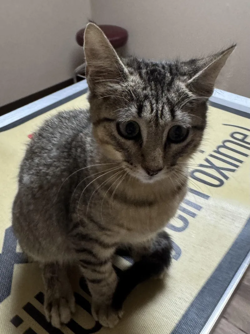 A baby medium-sized female Domestic Short Hair cat named Timber for adoption in Valley Center, KS