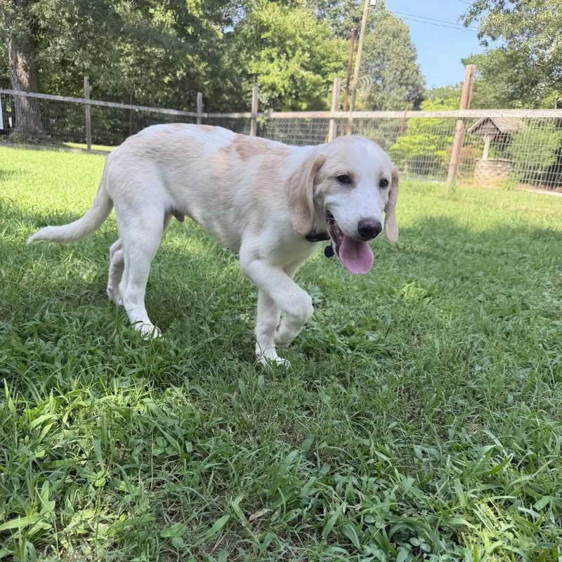 A baby large-sized male White / Cream Great Pyrenees dog named Cheeseburger for adoption in Durham, NC