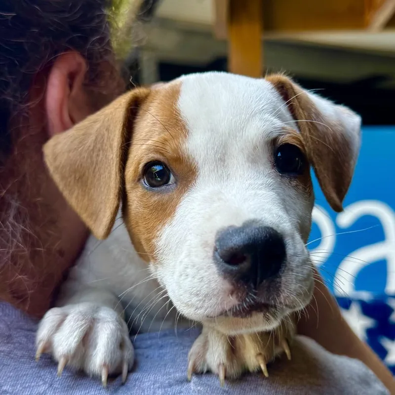 A baby medium-sized male White / Cream Mixed Breed dog named Uncle Iroh for adoption in Decatur, GA