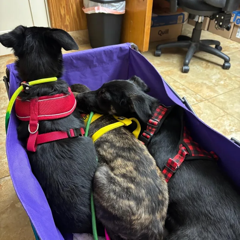 A young small-sized female Black Shepherd dog named Autumn for adoption in Cedar Creek, TX