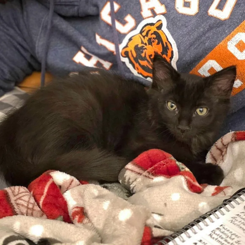 A baby small-sized male Black Domestic Medium Hair cat named Fwooper for adoption in Wheeling, IL
