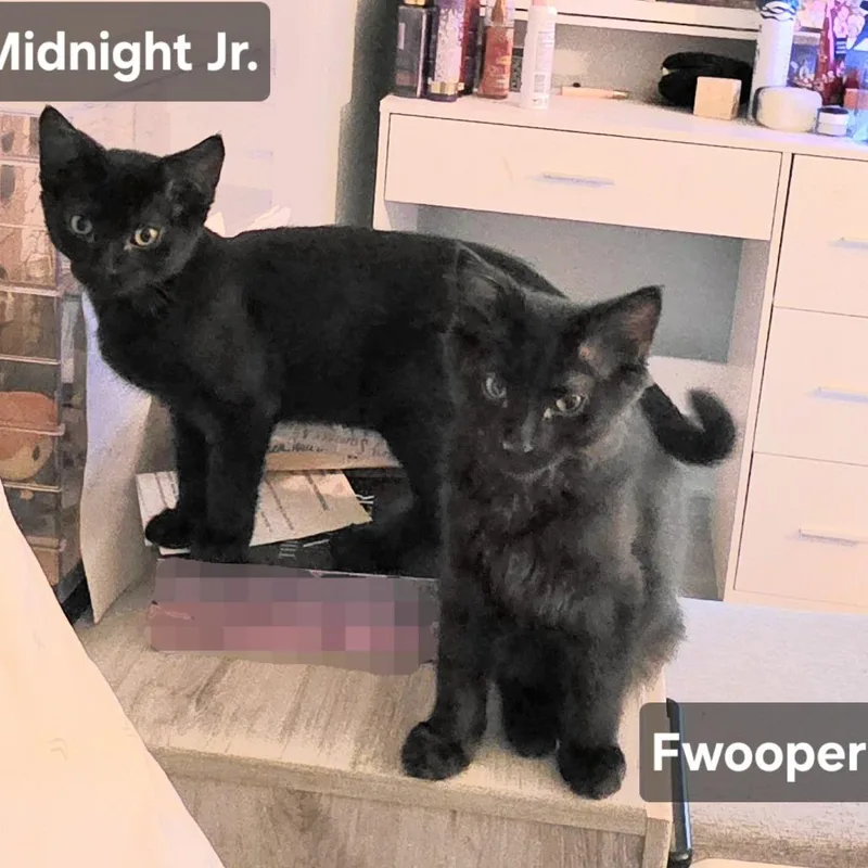 Fwooper thumbnail 4