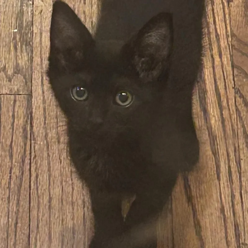 A baby small-sized male Black Domestic Short Hair cat named Jackie for adoption in Grantsville, UT