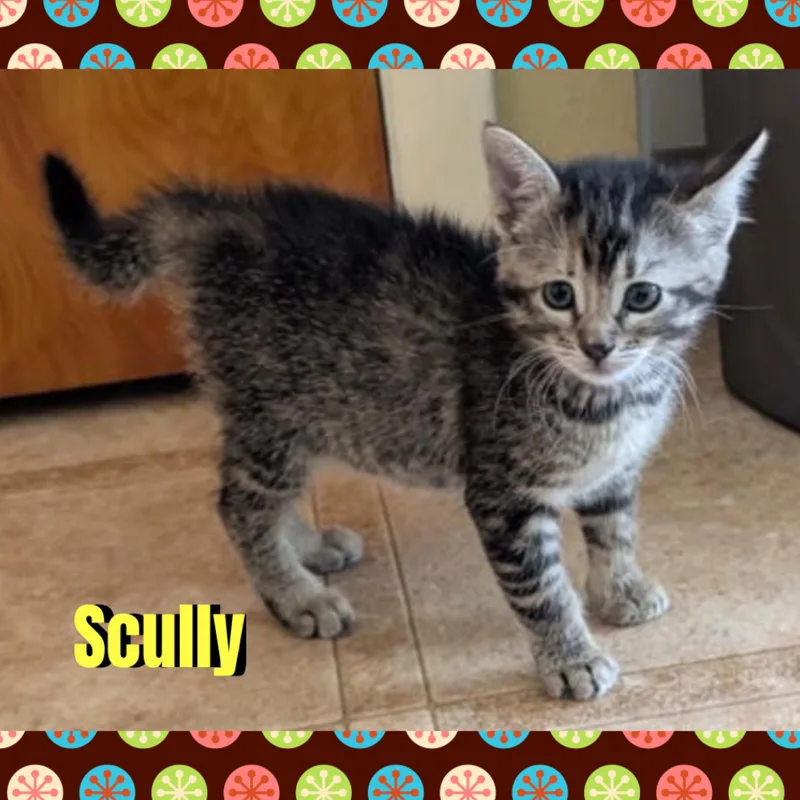 A baby medium-sized female Tabby (Gray / Blue / Silver) Domestic Short Hair cat named Scully for adoption in Red Lodge, MT