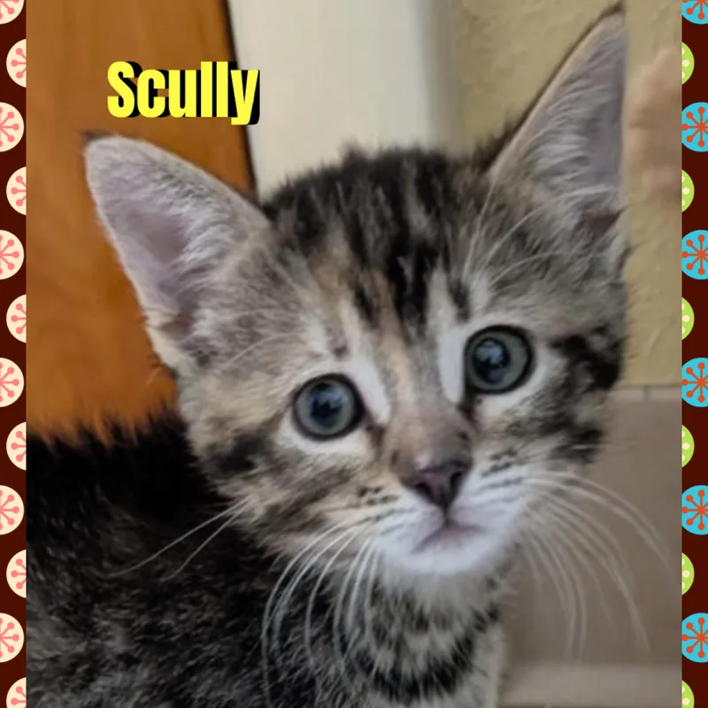 Scully thumbnail 2