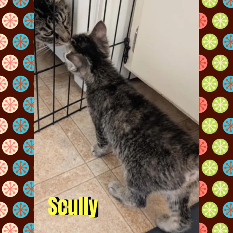 Scully thumbnail 3