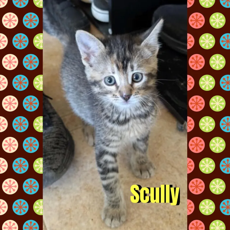 Scully thumbnail 4