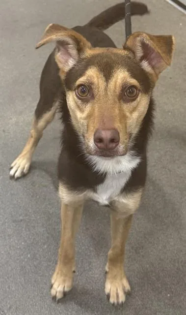 A young medium-sized male Chihuahua dog named Max for adoption in Upper Marlboro, MD