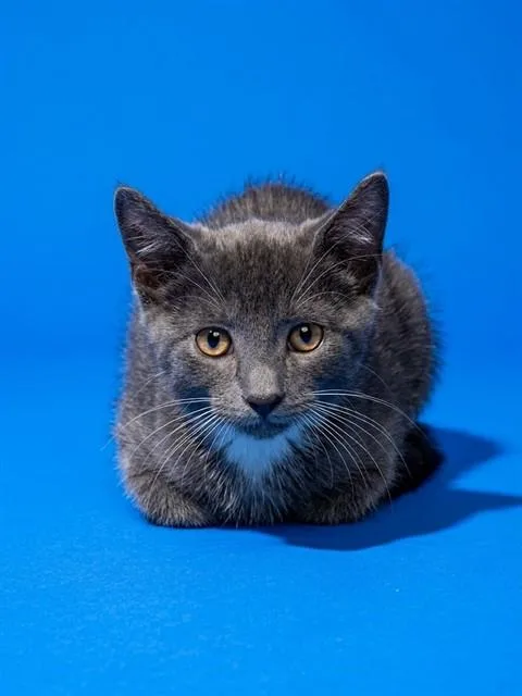 Kevin