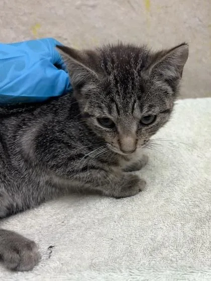 A baby small-sized female Domestic Short Hair cat named Ball for adoption in Honolulu, HI