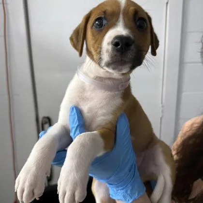A baby small-sized female Mixed Breed dog named Empathetic for adoption in West Chester, PA