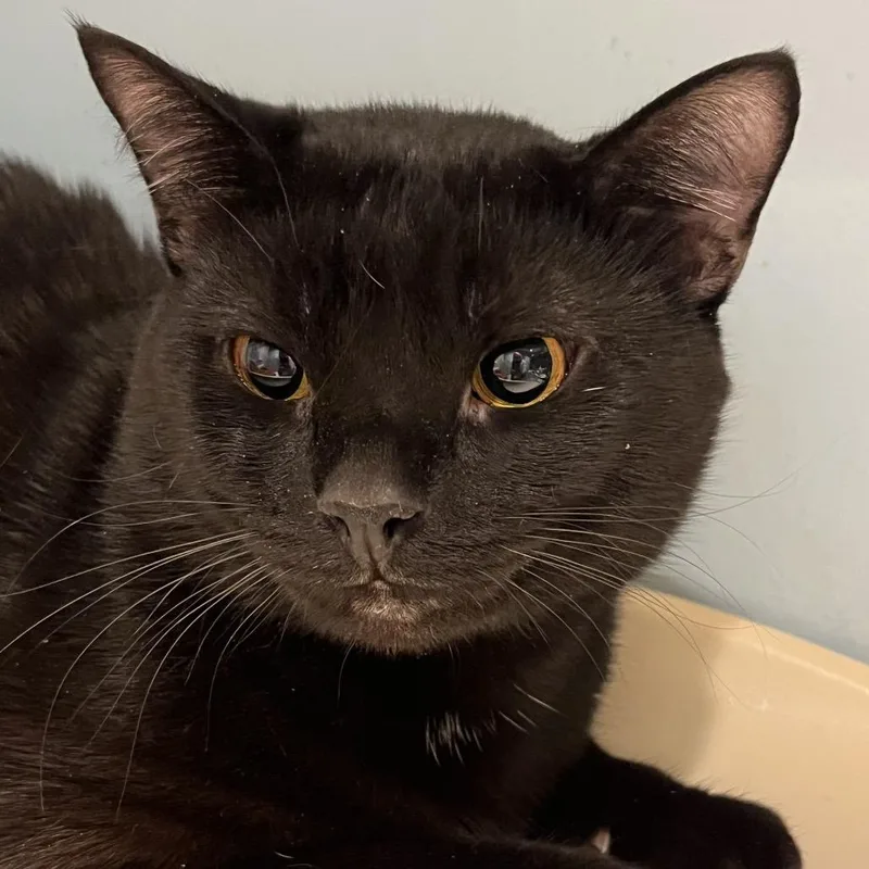 An adult large-sized male Black Domestic Medium Hair cat named Tommy for adoption in Chattanooga, TN