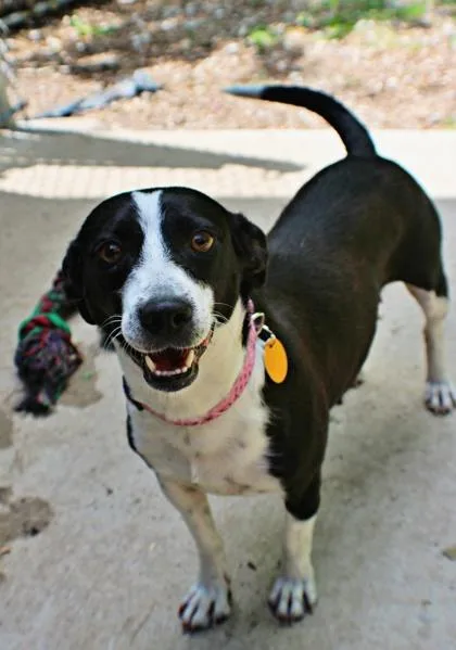 An adult small-sized female Dachshund dog named Wendy for adoption in Morton Grove, IL