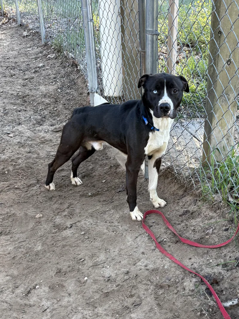 A young medium-sized male Mixed Breed dog named Dickie for adoption in Big Rapids, MI