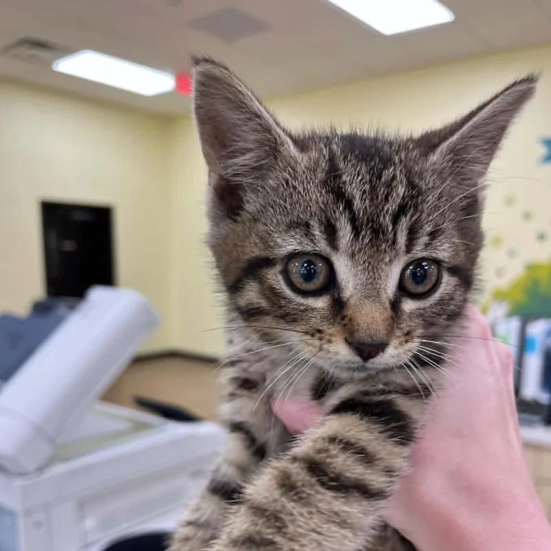 A baby small-sized female Brown / Chocolate Domestic Short Hair cat named Svasstray for adoption in Lyndhurst, VA