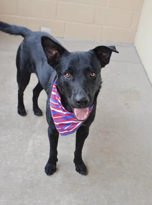 A young large-sized male Labrador Retriever dog named Rocket for adoption in McKinney, TX