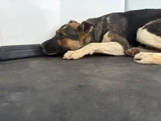A young large-sized female Black German Shepherd Dog dog named Shiree Urgent And for adoption in Thousand Oaks, CA