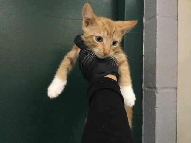 A baby small-sized male Domestic Short Hair cat named A for adoption in Thousand Palms, CA