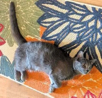 A young medium-sized male Gray / Blue / Silver Domestic Short Hair cat named Kai Handsome Interactive for adoption in Plano, TX