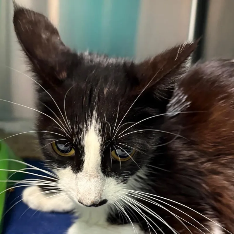 A young small-sized female Black Domestic Short Hair cat named Phoebe for adoption in Lake Jackson, TX