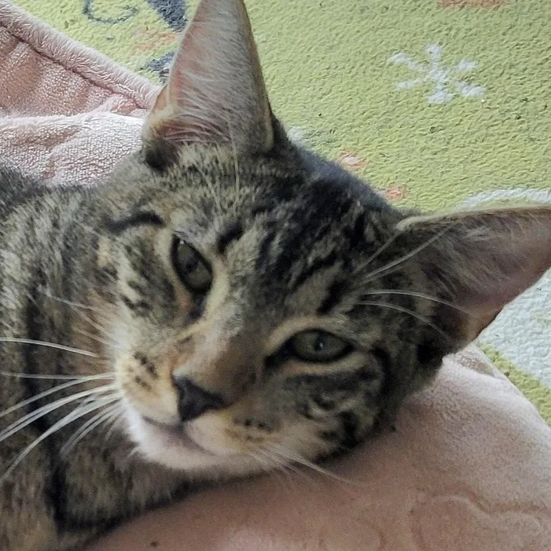 Rascal & Wiggles thumbnail 3