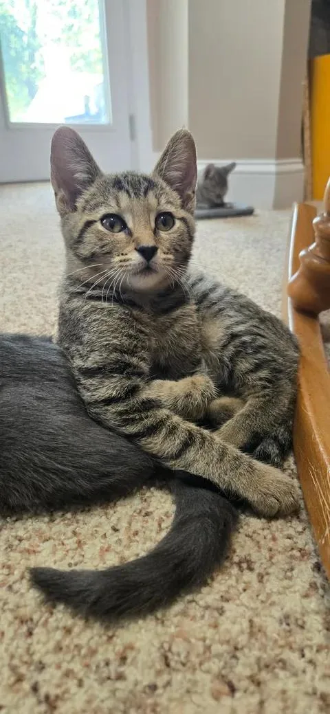 A baby small-sized male Tabby (Brown / Chocolate) Domestic Short Hair cat named Green Lantern for adoption in Saint Charles, MO