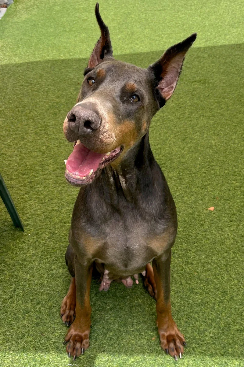 An adult medium-sized female Doberman Pinscher dog named Lexi for adoption in Oakland Park, FL