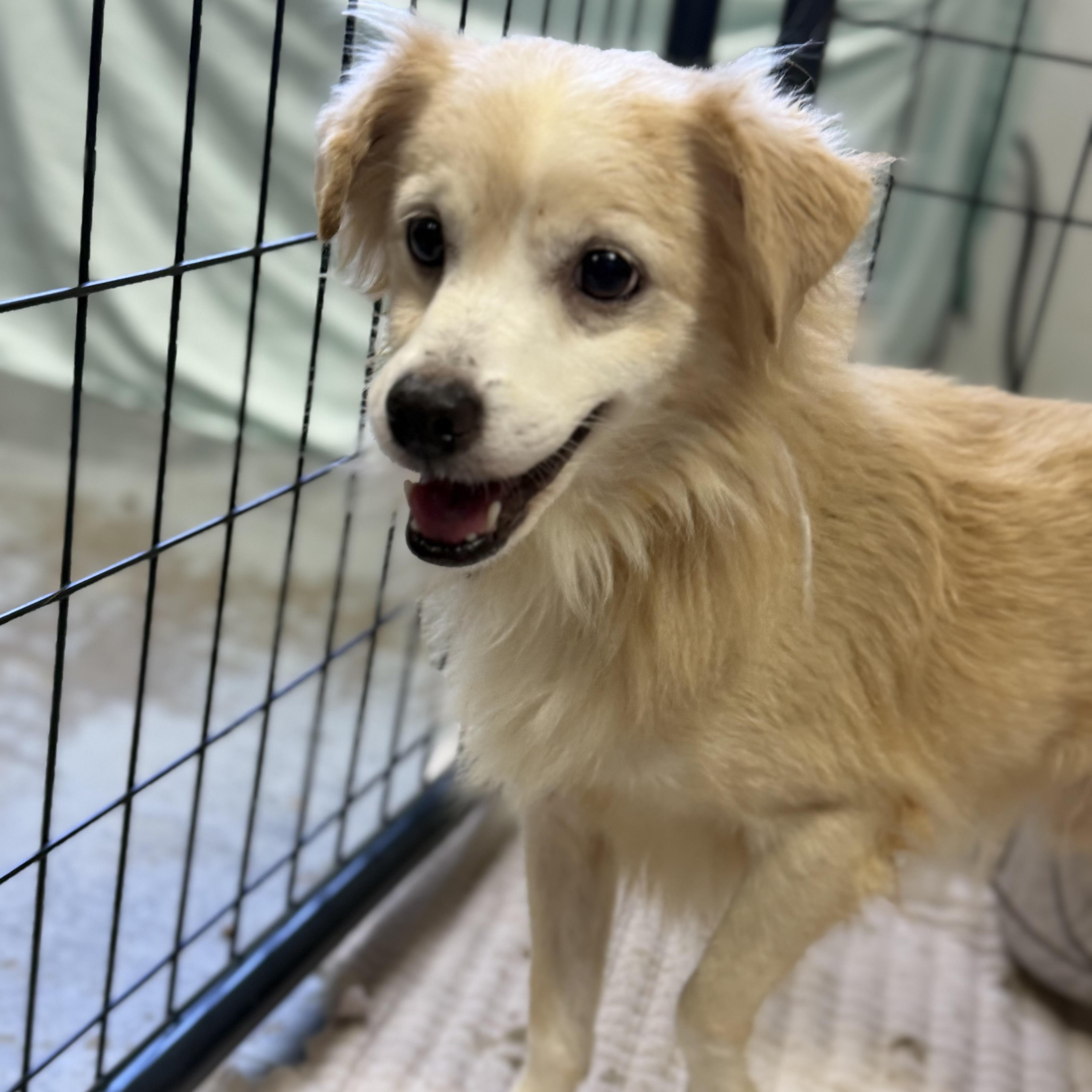 An adult small-sized male Mixed Breed dog named Poopa for adoption in Columbia, SC