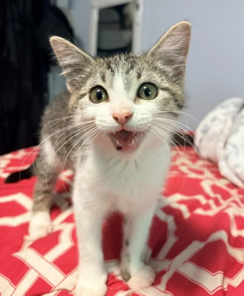 A baby small-sized female Domestic Short Hair cat named Puddles for adoption in Hagerstown, MD