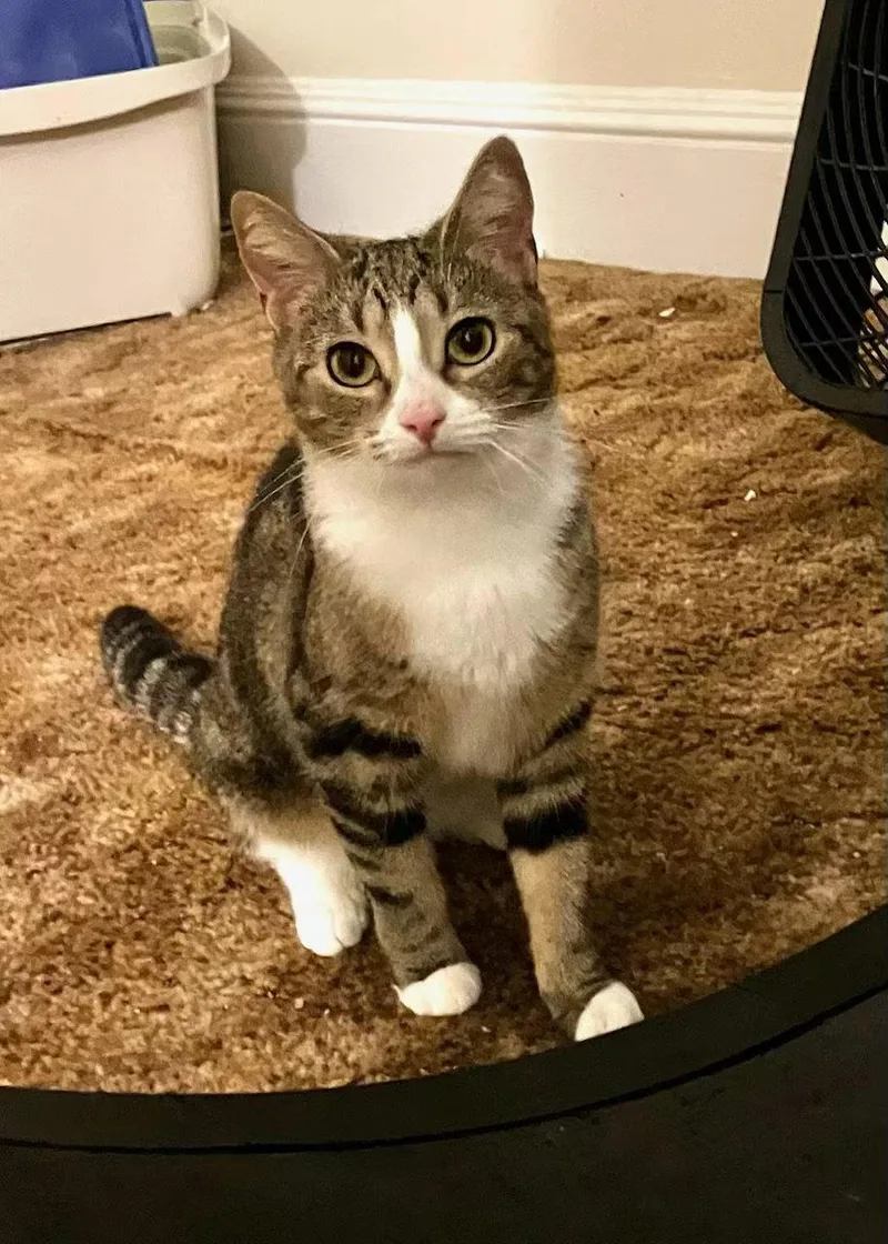 A young medium-sized female Domestic Short Hair cat named Eleanor for adoption in Stewartsville, NJ