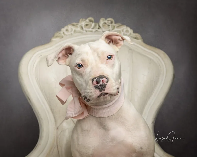 A baby medium-sized female Pit Bull Terrier dog named Hollie for adoption in Cullman, AL