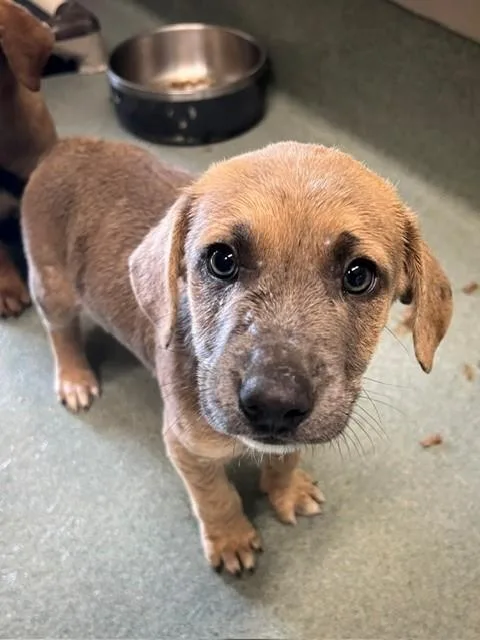 A baby small-sized female Pit Bull Terrier dog named Sappho for adoption in Baytown, TX