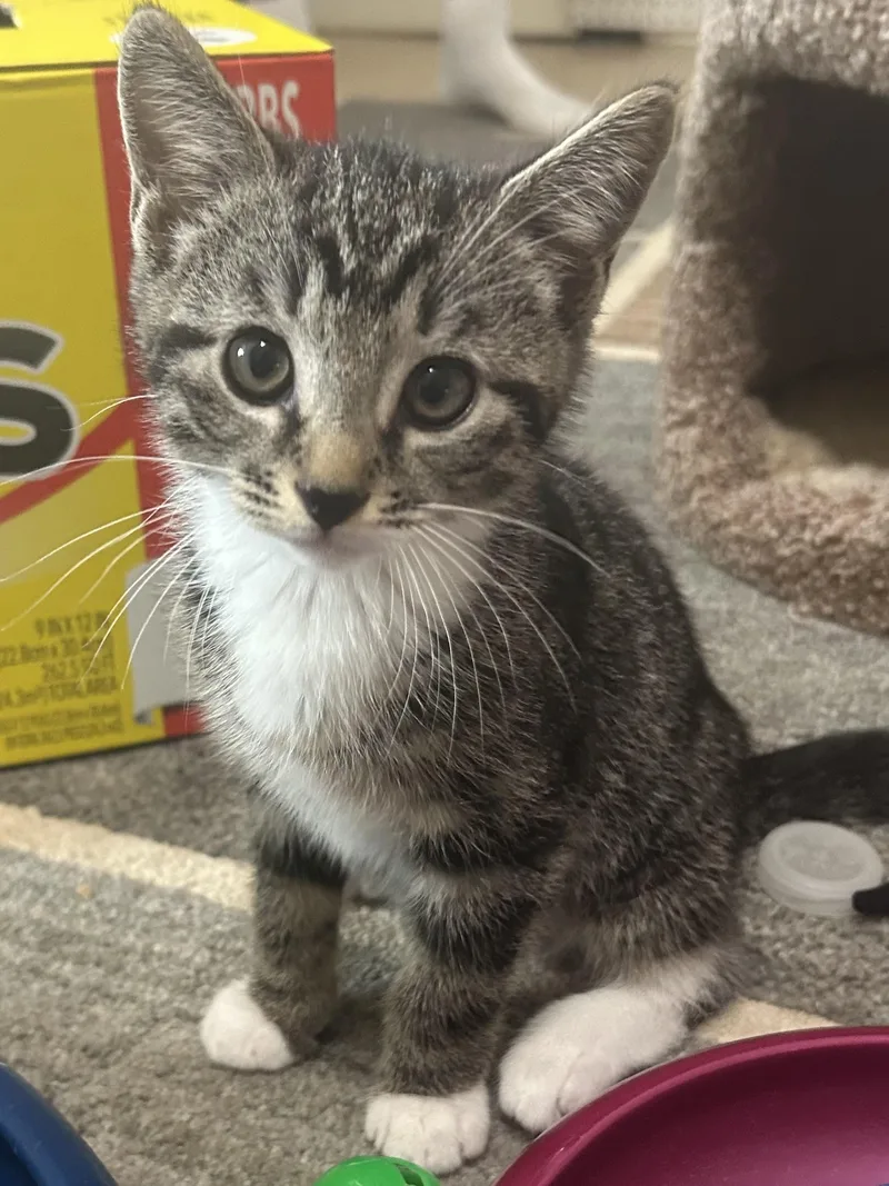 A baby medium-sized male Domestic Short Hair cat named Indy Jones for adoption in Jeffersonville, IN
