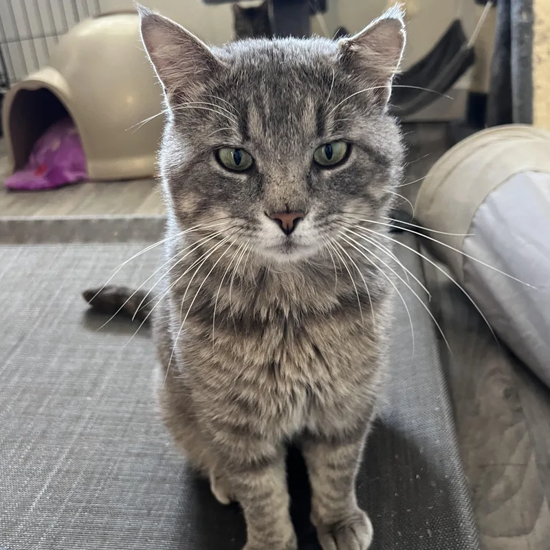A young medium-sized male Tabby (Gray / Blue / Silver) Domestic Short Hair cat named Gary Lee for adoption in Spencer, IA