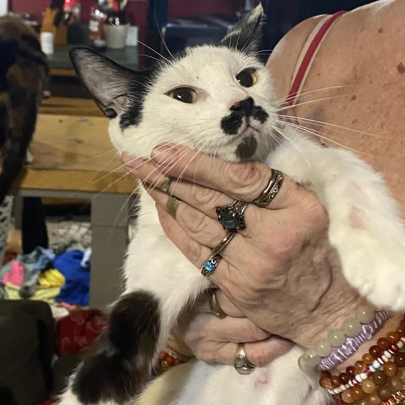 A young medium-sized female White Domestic Short Hair cat named Baby Girl for adoption in Russellville, KY