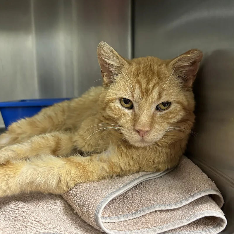 An adult medium-sized male Orange / Red Domestic Short Hair cat named Bleu for adoption in La Grange Park, IL