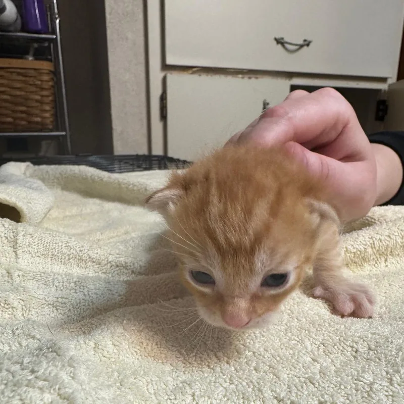 Pedro Pspscal thumbnail 2