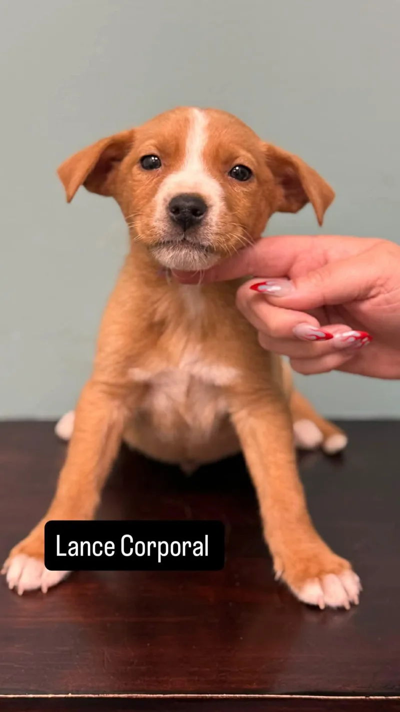 A baby medium-sized male Pit Bull Terrier dog named Lance Corporal for adoption in Duluth, MN