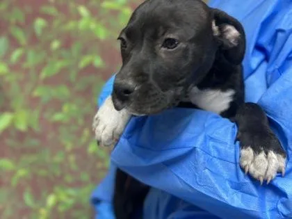 A young small-sized male Labrador Retriever dog named Cookies And Cream for adoption in San Antonio, TX